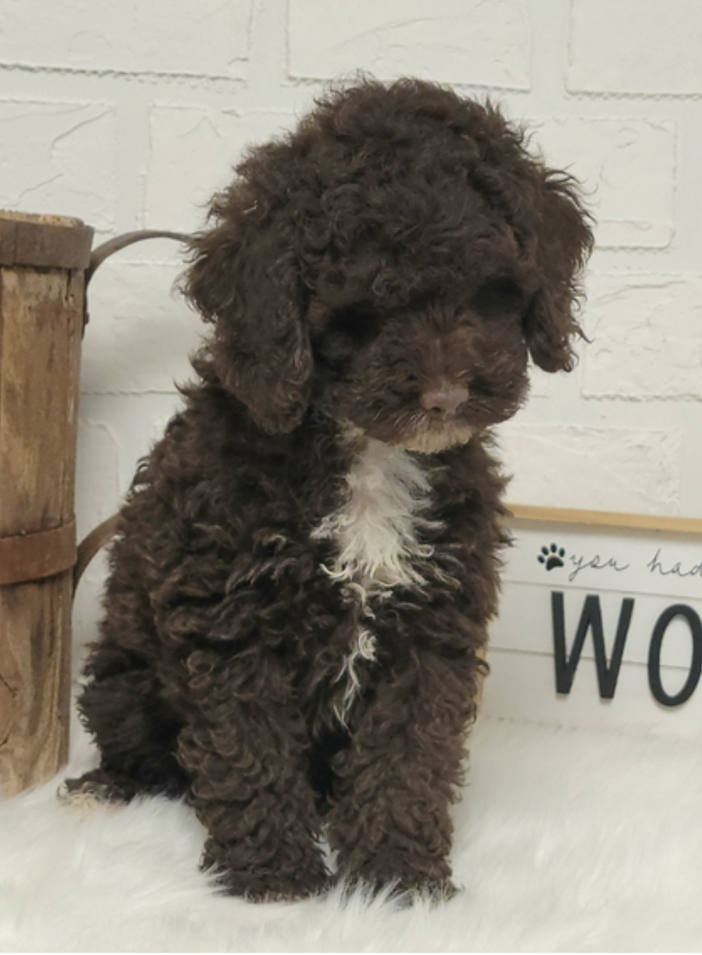 comprar cachorros sanos, baratos y asequibles para la venta